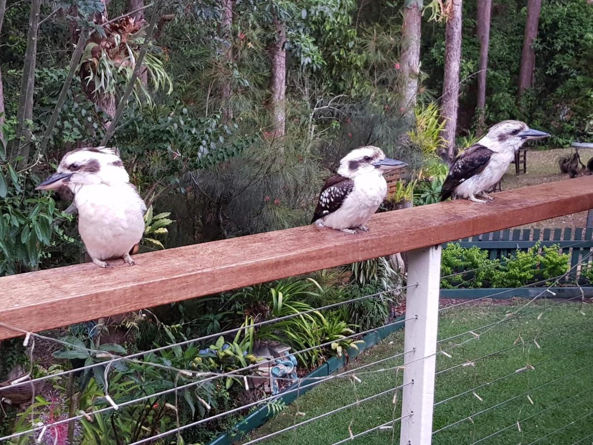 Buderim Forest Hideaway Exterior foto